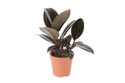 Ficus elastica burgundy 120mm