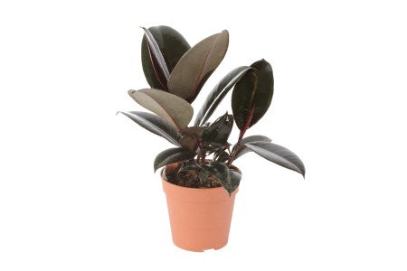 Ficus elastica burgundy 120mm